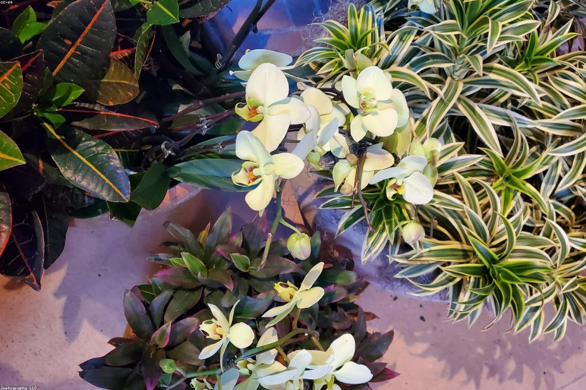 Carré potager en bois planté de jeunes légumes-feuilles